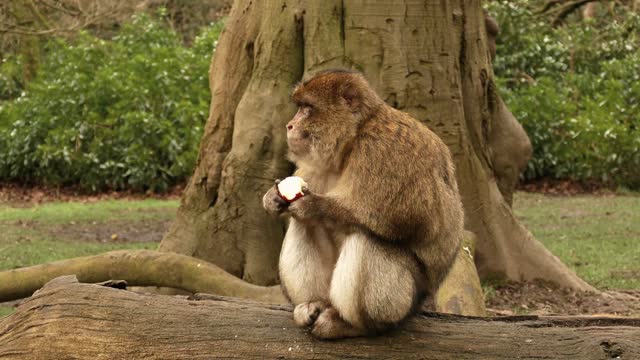 Monkey Eating Apples | Best Monkey Moments