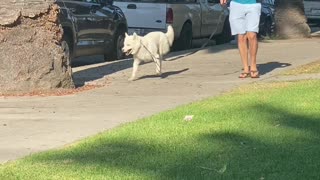 Happy Doggy Strolls Along With His Signature Swagger