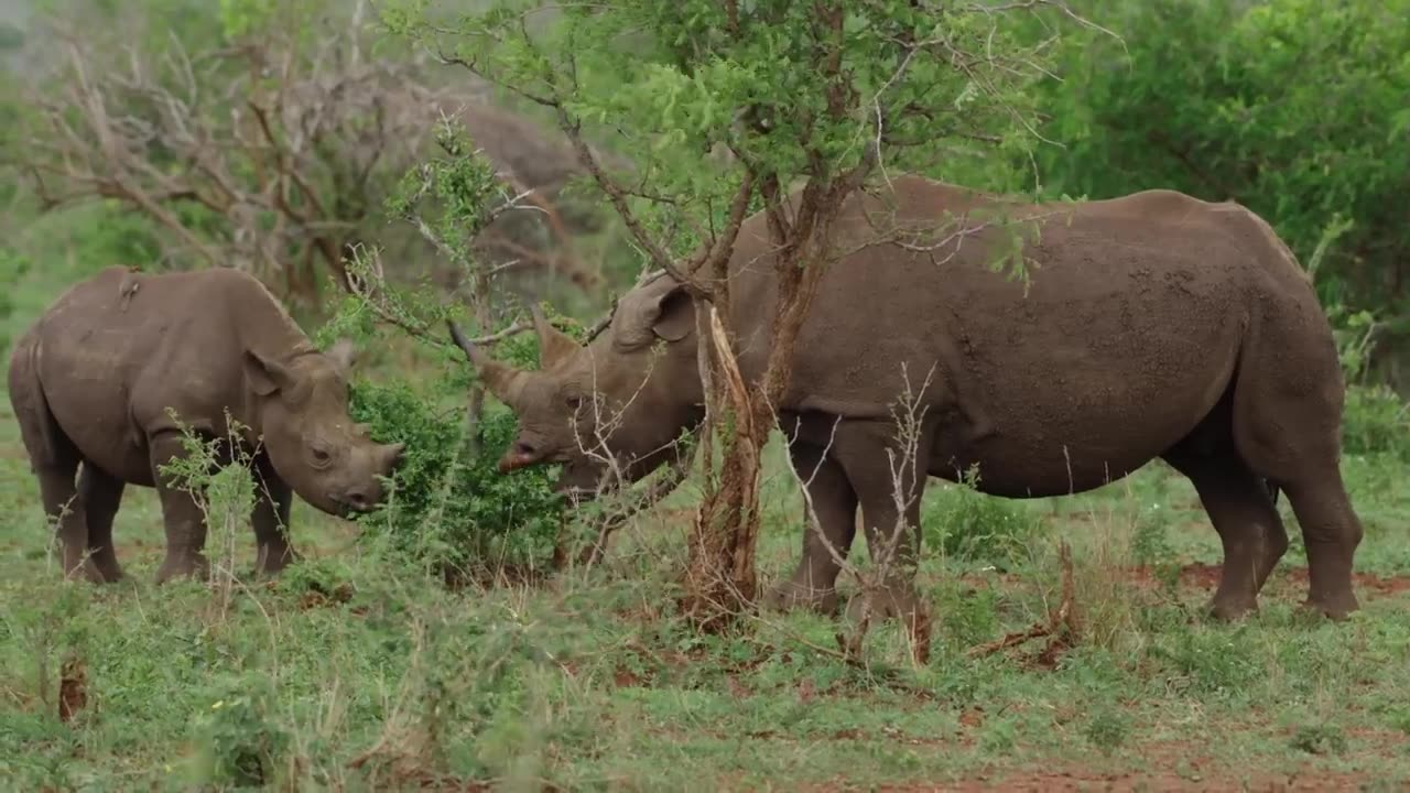 4K African Wildlife Showreel 2017 by Robert Hofmeyr