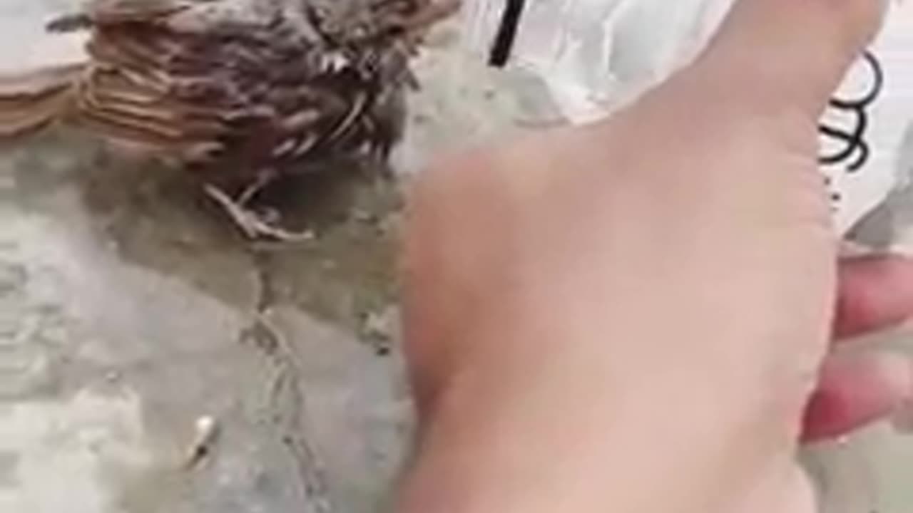 Save birds