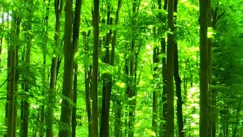 forest 4K 732 free vertical scene video 3