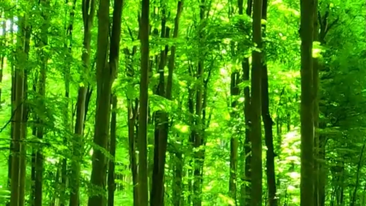 forest 4K 732 free vertical scene video 3