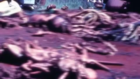 MONTANA 1998~ SOME SORT OF ALIEN MASSACRE?