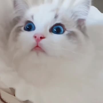 Cute Cat Video and Fanny Cat Video