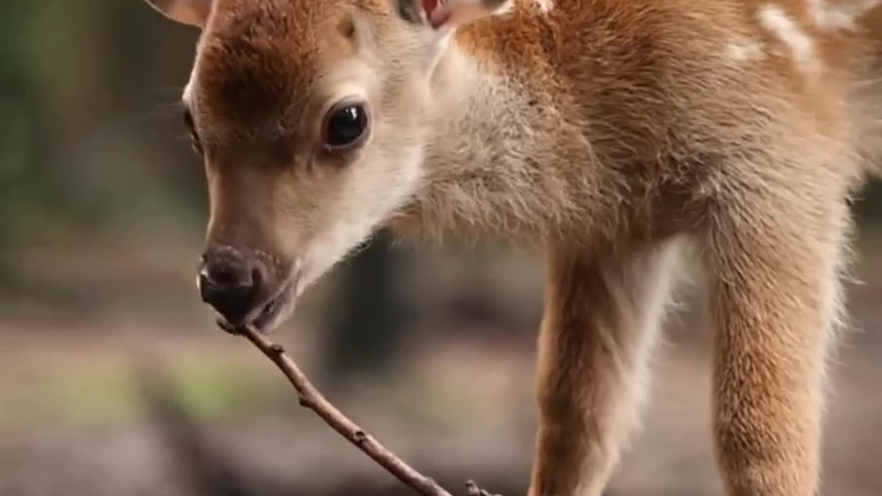 Deer #fawn #deer #deerhunting #wildlife