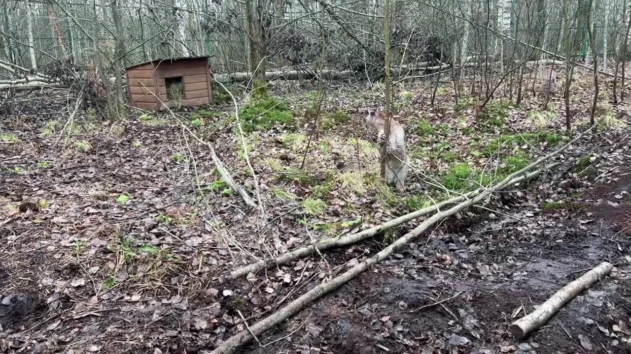 Новый Житель Дома Тигра ! 3 Пумы Знакомятся ! В Городе Новый Шериф_)