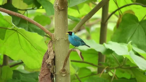 Nature Fauna Ave Colorful Bird Colombia