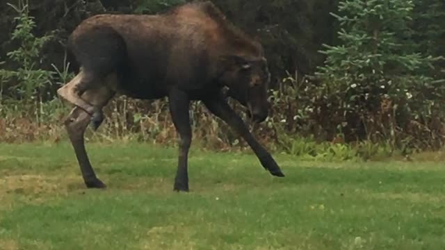 Baby Moose Testing Mama Moose in Yard