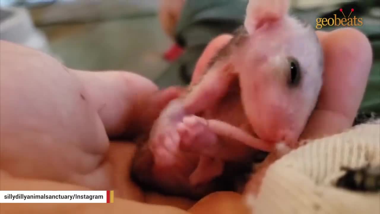 This man raised an opossum. Now he thinks they are smarter than dogs.