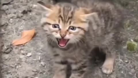 #cute cat