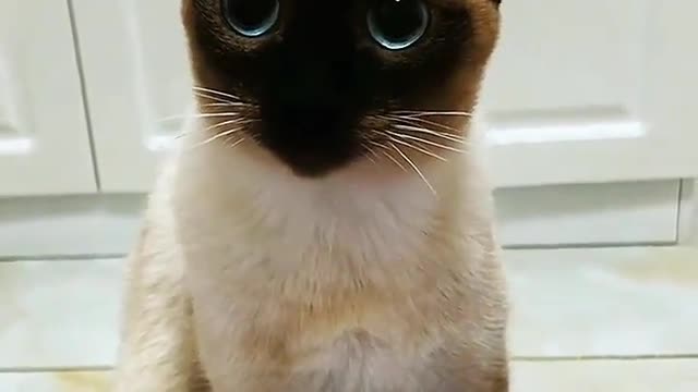 It's better to keep a cat or a dog