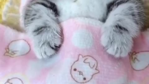 Good night,cute kitten is sleeping funny video || don't wake me up