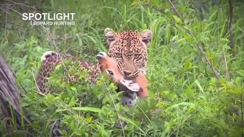 Tiger Live Hunting in Safari park.