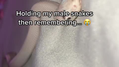 Holding my male snakes then remembering...