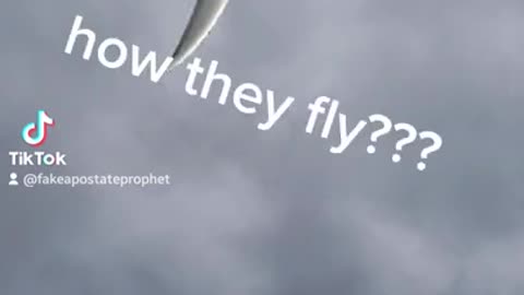 Proof That Islam is True | How Birds Fly