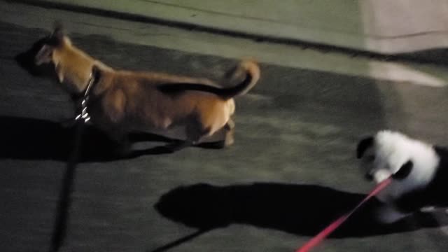 Jack and George out for a stroll