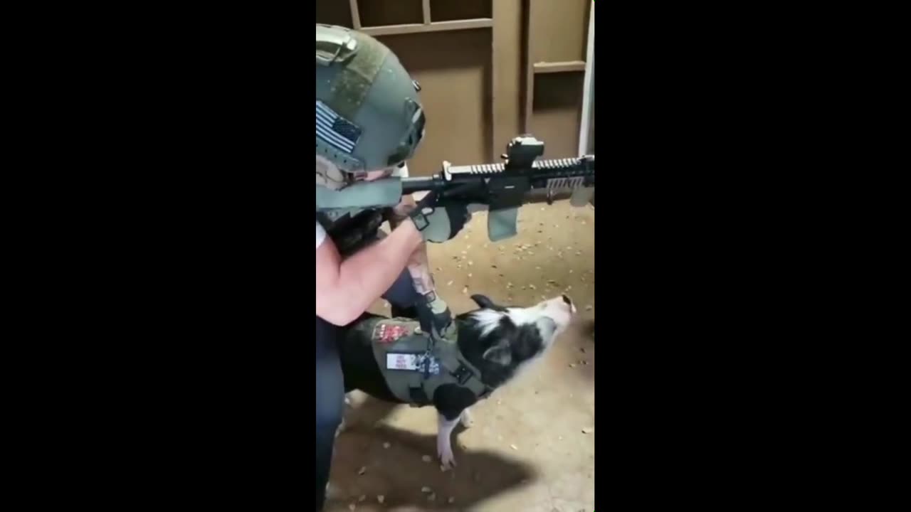 American instructors teaching pigs or Ukrainians