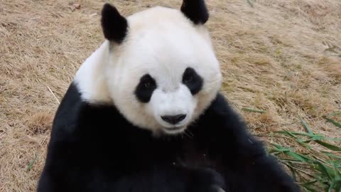 Bing Dwen Dwen panda