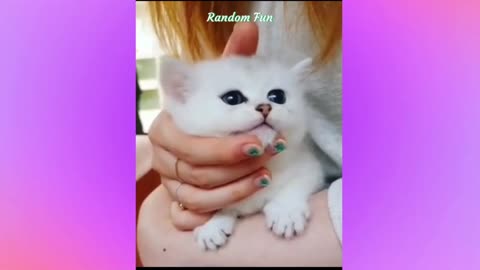 Baby Cats - Cute and Funny Cat Videos, part 4