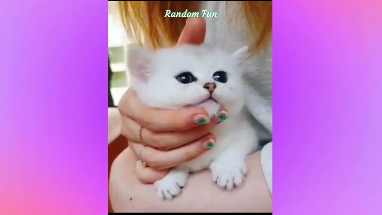 Baby Cats - Cute and Funny Cat Videos, part 4