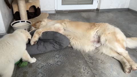 Golden Retriever Puppy's Reaction When His Bed Was Taken Away