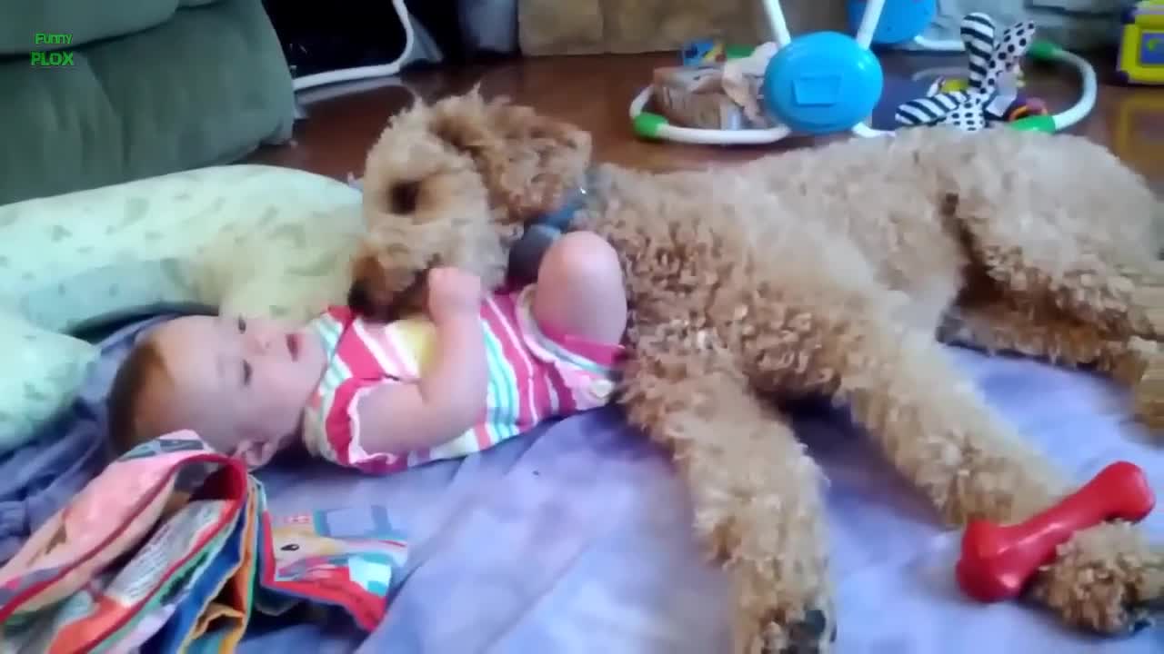 Funny and Cute Dogs Kissing Babies Compilation