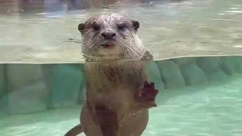 The otter