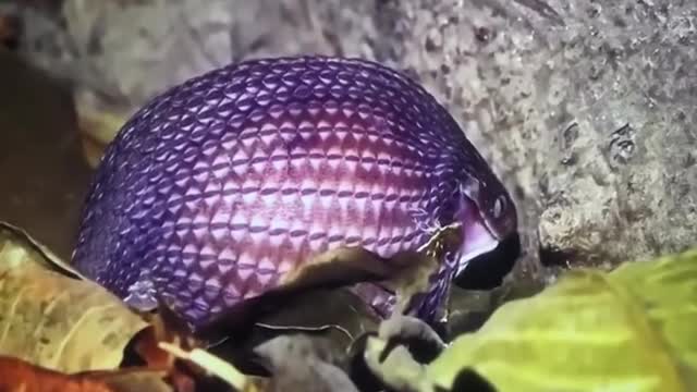 Snake eats an egg 10 times larger than its mouth.