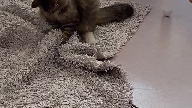 This cat thinks he caught live prey