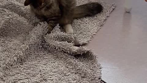 This cat thinks he caught live prey