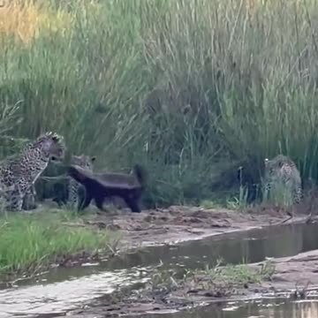 Honey Badger Battles with not one , not two but three Leopards 🙌🏾😮