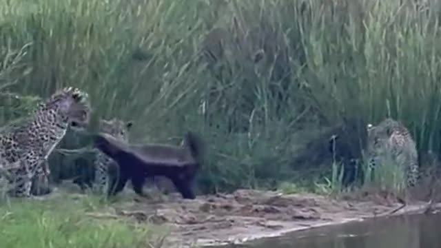 Honey Badger Battles with not one , not two but three Leopards 🙌🏾😮