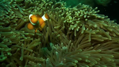 Clownfish and Sea Anemone