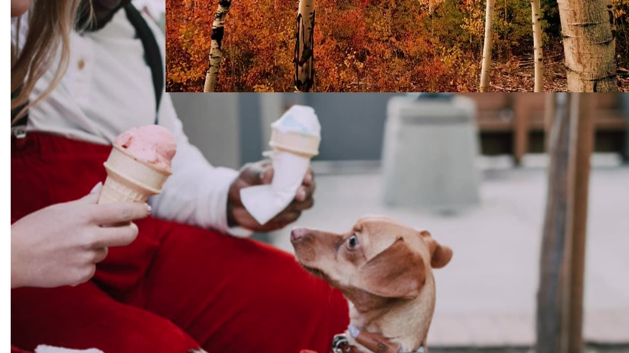 Dog lover