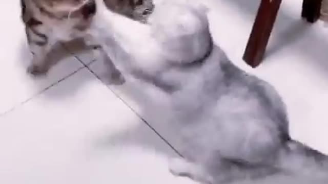 cats are so funny PART 693 FUNNY CAT VIDEOS