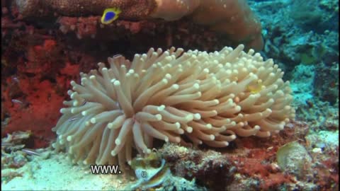 Relaxing Underwater Songs Cool Jazz Music Best HD Underwater Footage