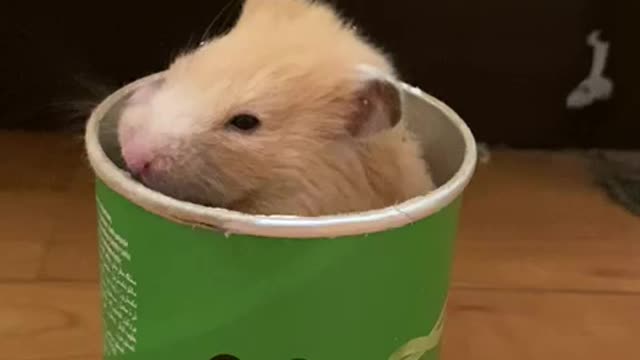 Pringle The Hamster #1