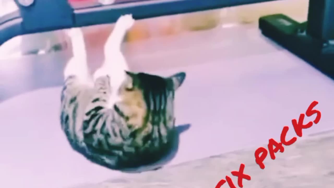 Funny cat doing gym for six packs