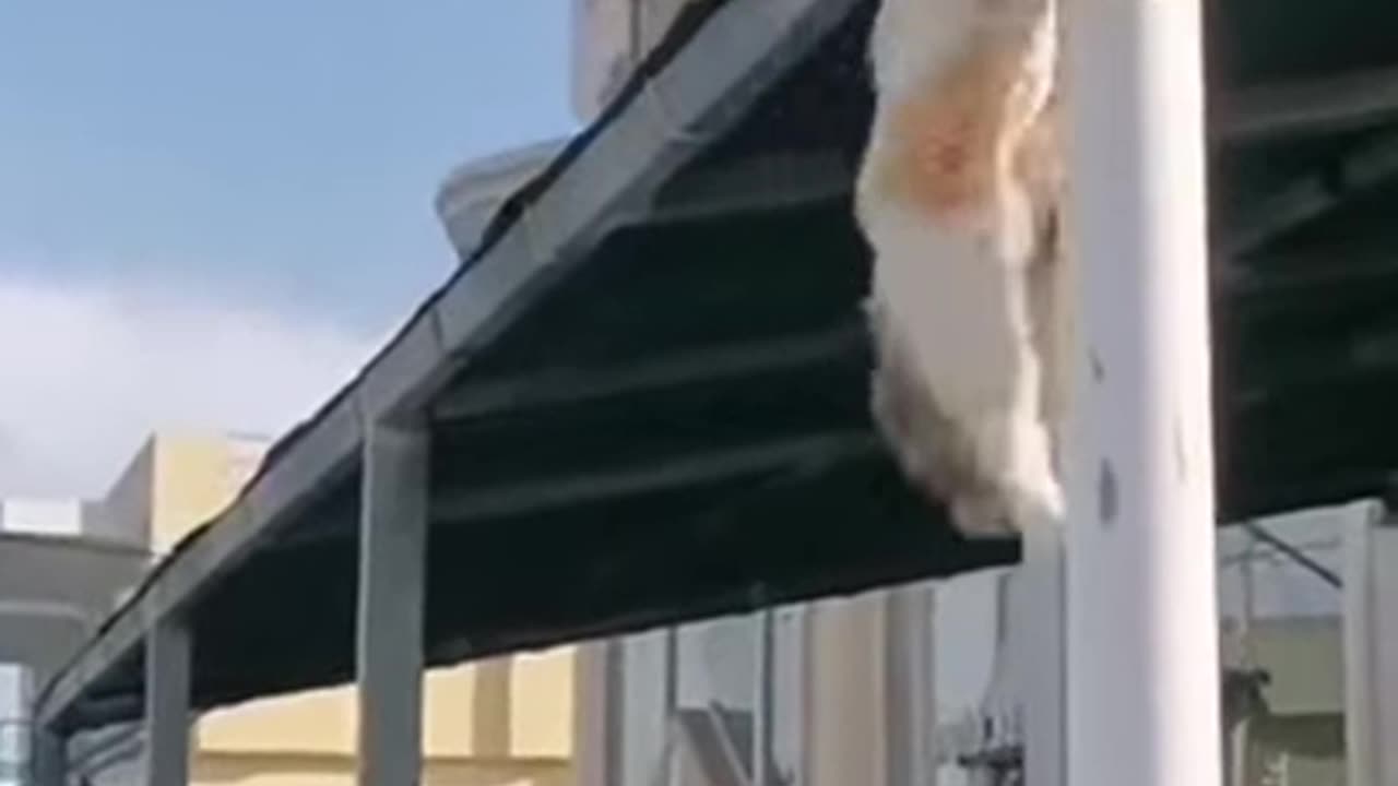 Watch the Cat From Mission Impossible in Action!