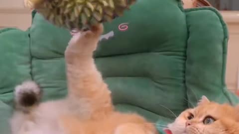 Work hard! Go for it! Struggle! I want to be a useful cat