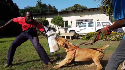 BEST OF AFRICAN BOERBOEL - THE SUPER POWER DOG