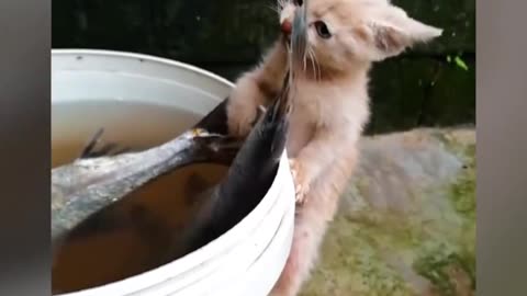 Cat are the funniest