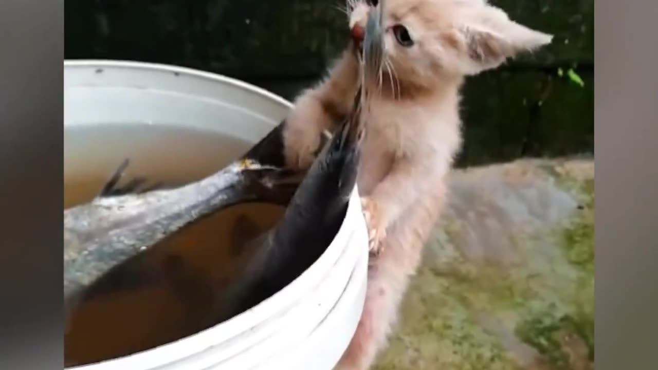 Cat are the funniest