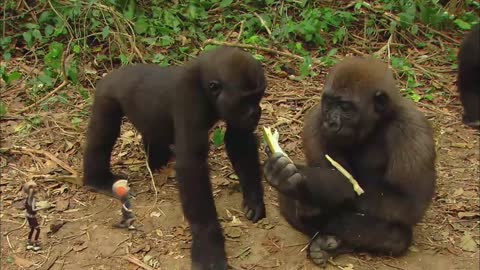 * GORILLA * | Animals For Kids | All Things Animal TV
