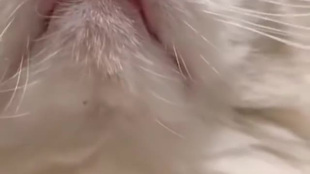 Aww cute cat video