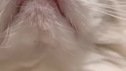 Aww cute cat video