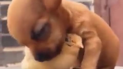 Puppy & chick moments