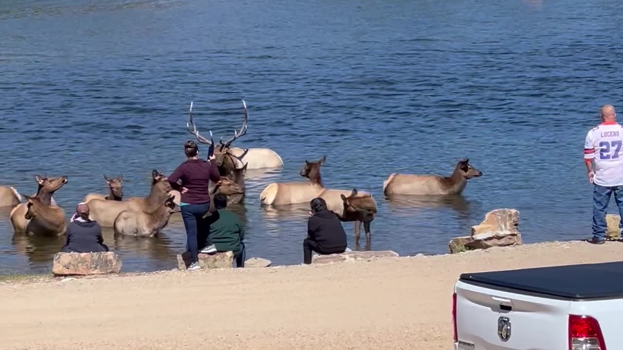 People Get Too Close to Elk at Estes Park