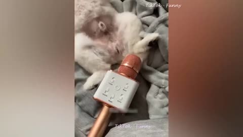 best funny animal videos