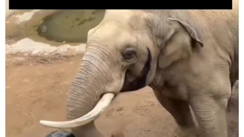 Intelligent elephant 🐘 helping child 🚸